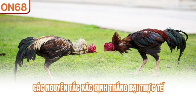 Đá Gà Cựa Sắt ON68 - Trận Đấu Cường Lực Với Đòn Đá Hiểm Hóc - slotvivo89
