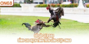 Đá Gà ON68 – Chuyên Mục Trực Tuyến Được Nhiều Người Quan Tâm - slotvivo89
