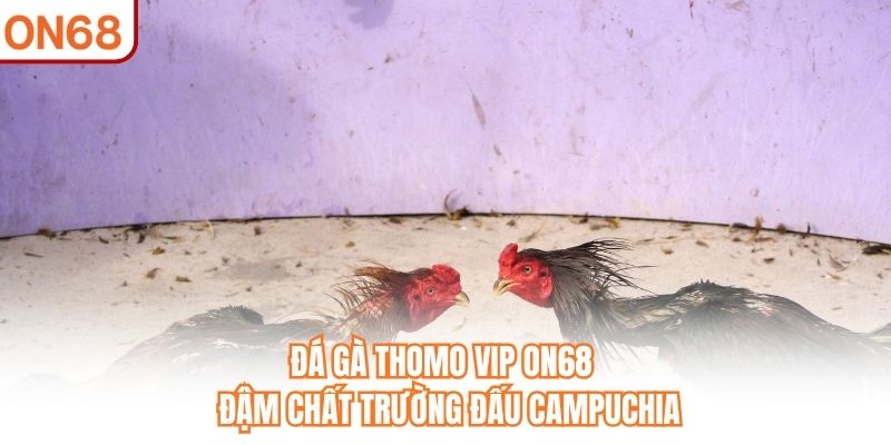 Đá Gà Thomo VIP ON68 - Đậm Chất Trường Đấu Campuchia - slotvivo89