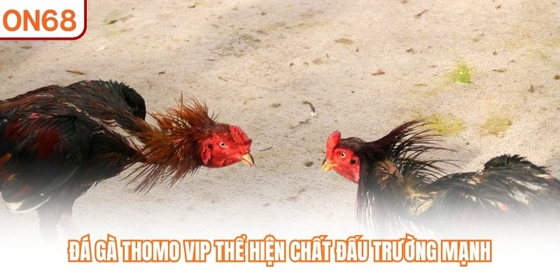 Đá Gà Thomo VIP ON68 - Đậm Chất Trường Đấu Campuchia - slotvivo89