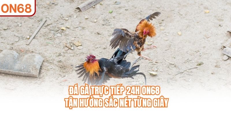 Đá Gà Trực Tiếp 24h ON68 - Tận Hưởng 4K Sắc Nét Từng Giây - slotvivo89