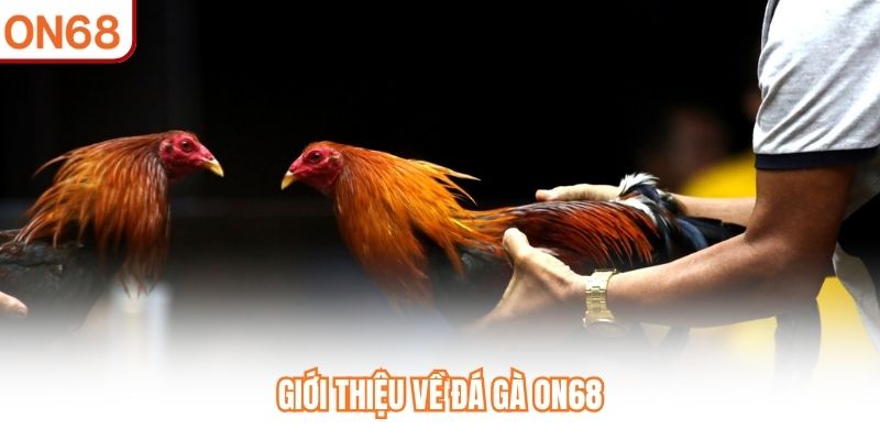 Đá Gà ON68 – Chuyên Mục Trực Tuyến Được Nhiều Người Quan Tâm - slotvivo89