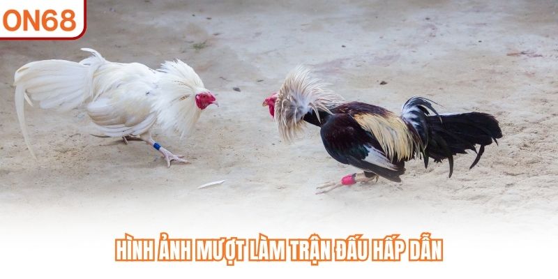 Đá Gà Trực Tiếp 24h ON68 - Tận Hưởng 4K Sắc Nét Từng Giây - slotvivo89