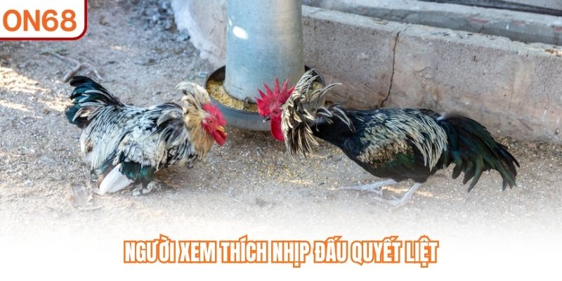 Đá Gà Thomo VIP ON68 - Đậm Chất Trường Đấu Campuchia - slotvivo89